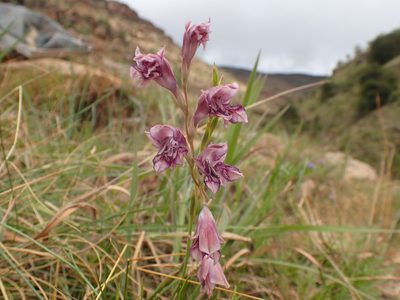 Gladiolus crassifolius, photographed by Mahomed Desai