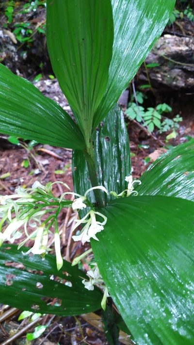Corymborkis veratrifolia, photographed by Steve Fitzgerald