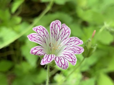 Geranium versicolor, photographed by Gustavo Ciacco