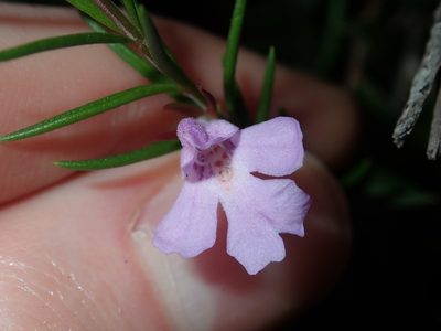 Hemigenia purpurea, photographed by Thomas Mesaglio