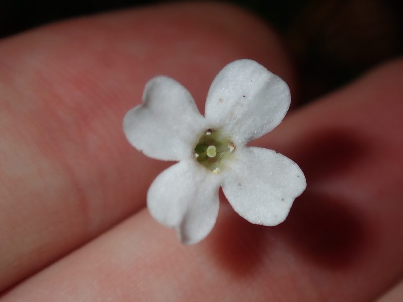 Mitrasacme alsinoides, photographed by Thomas Mesaglio