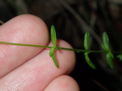 Mitrasacme alsinoides, photographed by Thomas Mesaglio