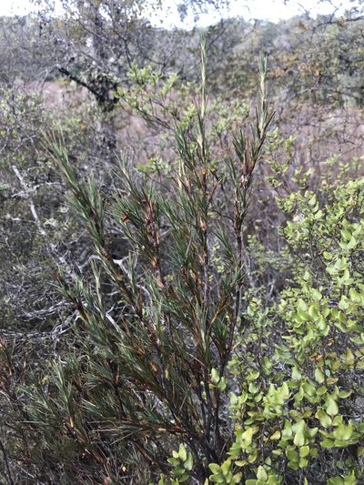 Dracophyllum oliveri, photographed by Pieter Pelser