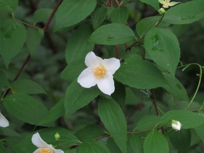 Philadelphus inodorus, photographed by Evan M. Raskin
