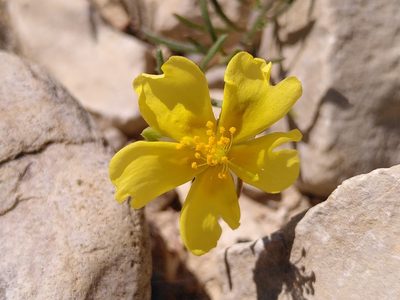 Fumana procumbens, photographed by Yves Bas