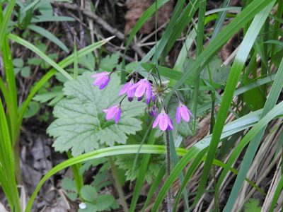 Primula matthioli, photographed by Ксения Волянская