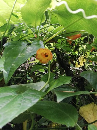 Solenophora calycosa, photographed by Carlos Bolaños