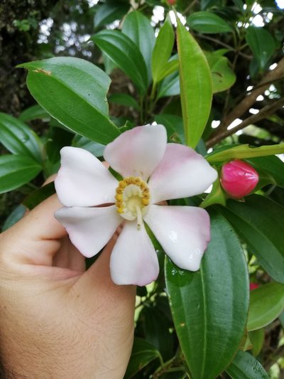 Blakea gracilis, photographed by Carlos Bolaños