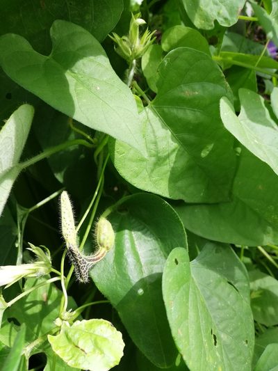 Aristolochia pilosa, photographed by Carlos Bolaños