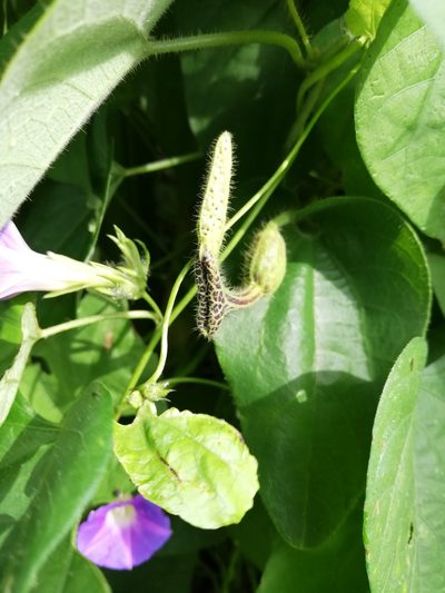 Aristolochia pilosa, photographed by Carlos Bolaños