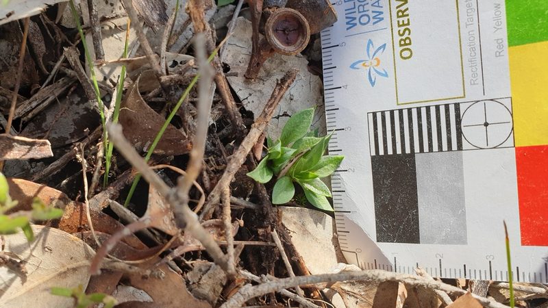 Pterostylis extensa, photographed by Rosalie Lawrence