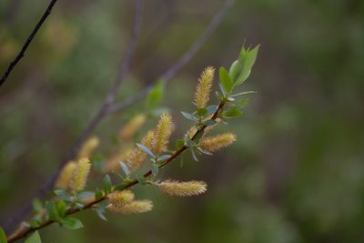Salix lucida, photographed by bobkennedy