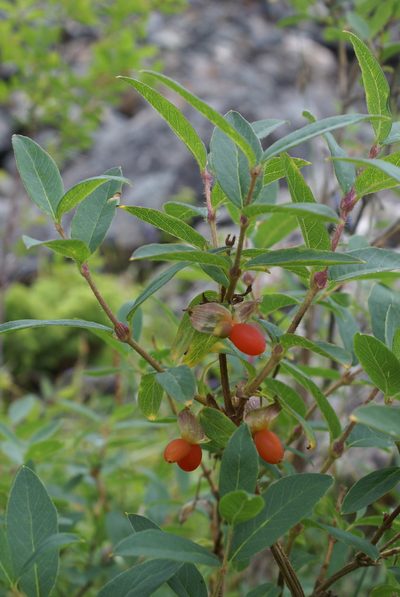 Lonicera hispida, photographed by Yehor Yatsiuk