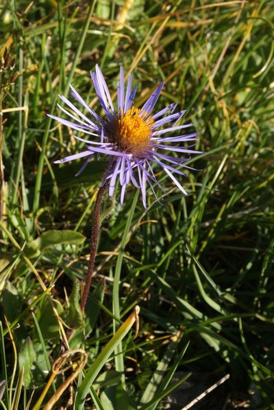 Aster flaccidus, photographed by Yehor Yatsiuk
