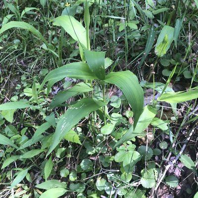 Dichanthelium latifolium, photographed by Summit Metro Parks