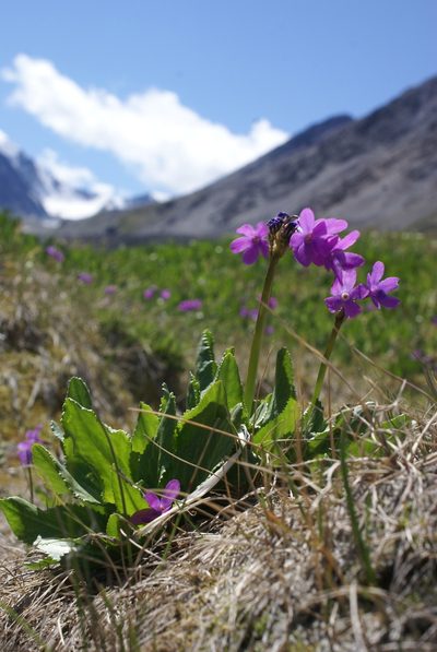Primula nivalis, photographed by Yehor Yatsiuk