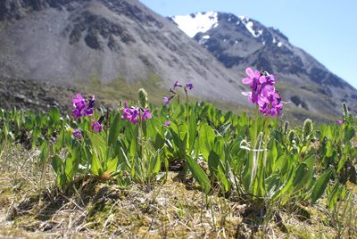 Primula nivalis, photographed by Yehor Yatsiuk