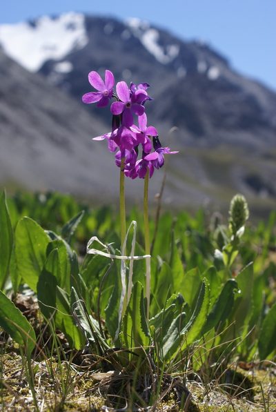Primula nivalis, photographed by Yehor Yatsiuk