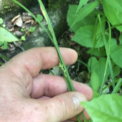 Carex woodii, photographed by Summit Metro Parks