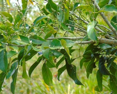 Lonchocarpus guatemalensis, photographed by Francisco Farriols Sarabia