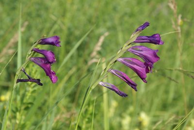 Gladiolus tenuis, photographed by Yehor Yatsiuk