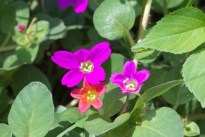 Okenia hypogaea, photographed by adel-fridus