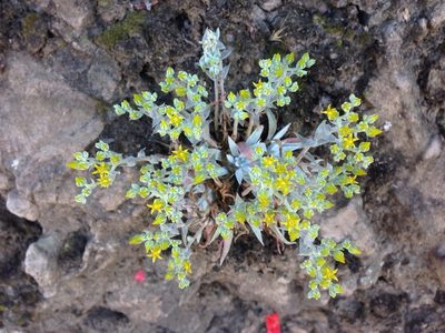 Dudleya verityi, photographed by Adam J. Searcy