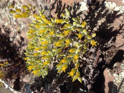 Dudleya verityi, photographed by Adam J. Searcy