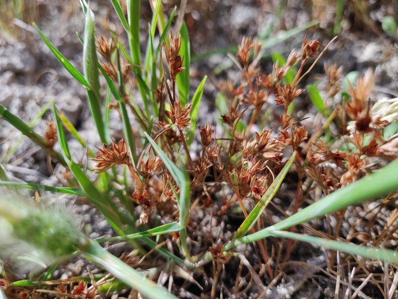 Juncus hybridus, photographed by Davide Puddu
