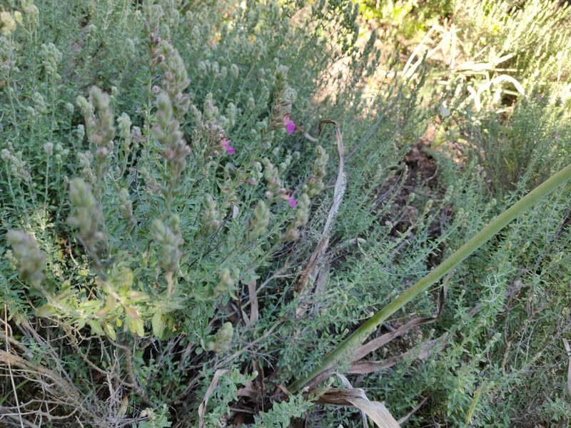 Teucrium marum, photographed by Davide Puddu