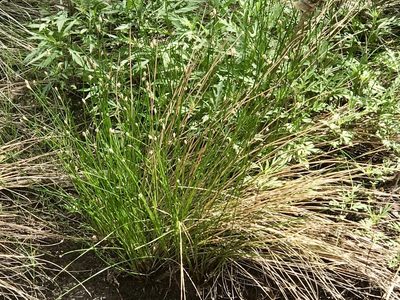 Eleocharis montana, photographed by CK2AZ
