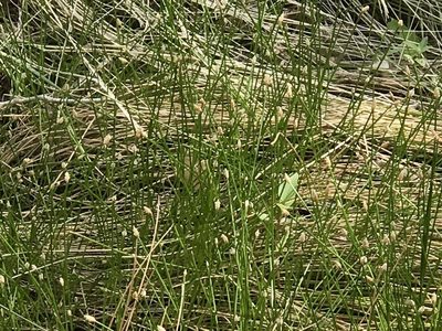 Eleocharis montana, photographed by CK2AZ