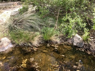 Eleocharis montana, photographed by CK2AZ