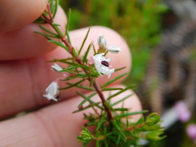 Erica fuscescens, photographed by Rebecca Ryen-Stols