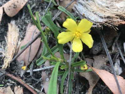 Hibbertia racemosa, photographed by Ann Bentley
