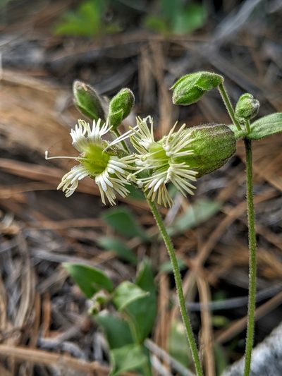 Silene campanulata, photographed by Alex Heyman