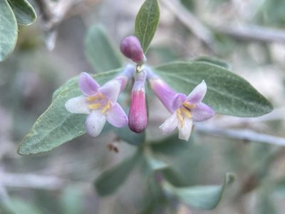 Symphoricarpos longiflorus, photographed by Matt Berger