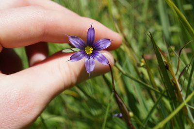 Sisyrinchium idahoense, photographed by Spencer Quayle