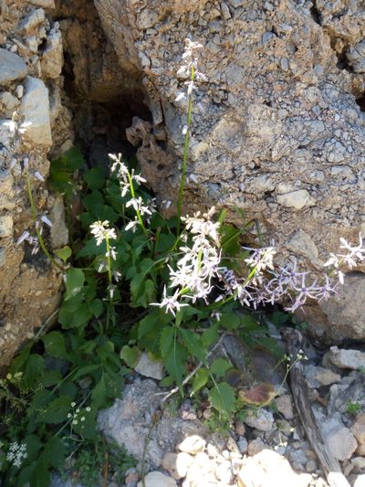 Petromarula pinnata, photographed by Mattia Aaron Miroddi