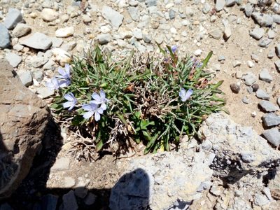 Cichorium spinosum, photographed by Mattia Aaron Miroddi
