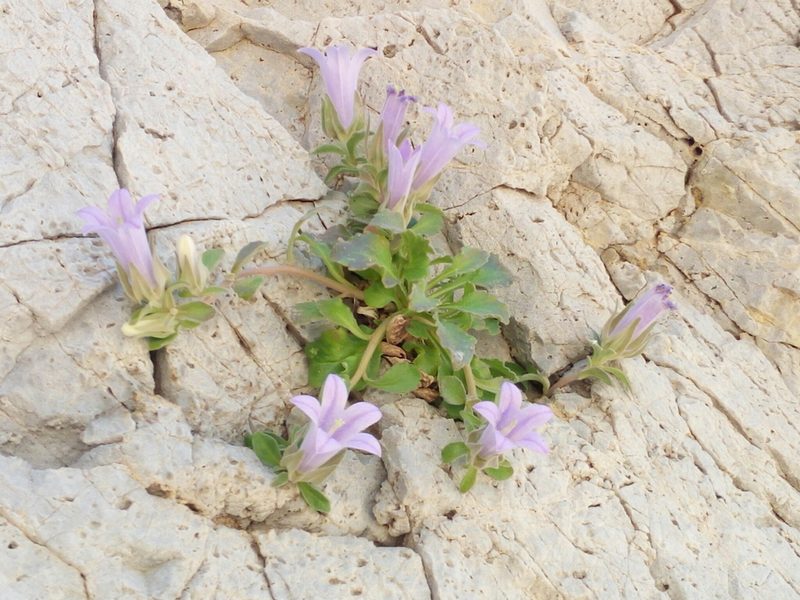 Campanula saxatilis, photographed by Mattia Aaron Miroddi
