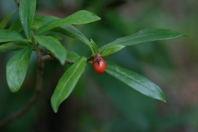 Daphne papyracea, photographed by Ramnarayan K