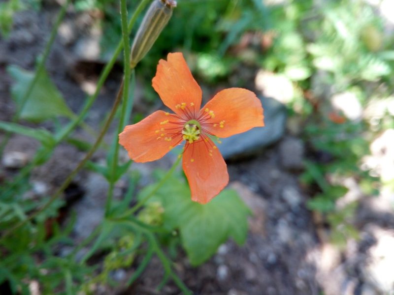 Papaver purpureomarginatum, photographed by Mattia Aaron Miroddi