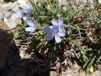 Cichorium spinosum, photographed by Mattia Aaron Miroddi