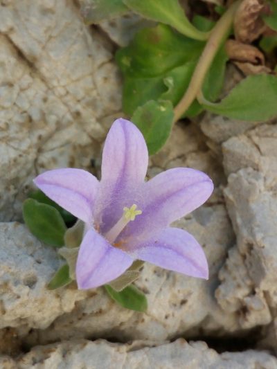 Campanula saxatilis, photographed by Mattia Aaron Miroddi
