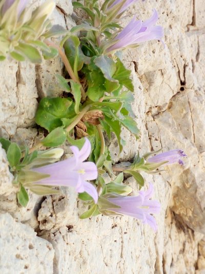Campanula saxatilis, photographed by Mattia Aaron Miroddi