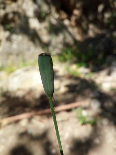 Papaver purpureomarginatum, photographed by Mattia Aaron Miroddi