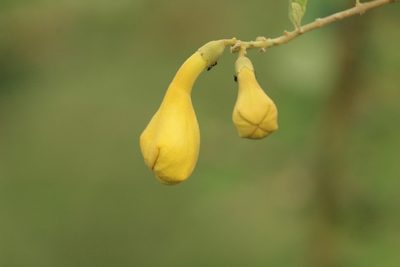 Gmelina asiatica, photographed by Haneesh K M
