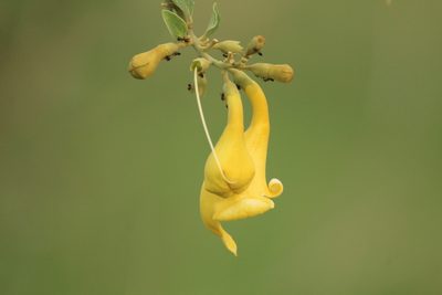 Gmelina asiatica, photographed by Haneesh K M