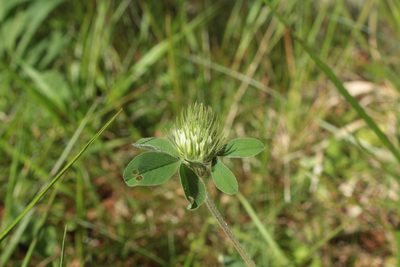 Trifolium ochroleucon, photographed by euanmck